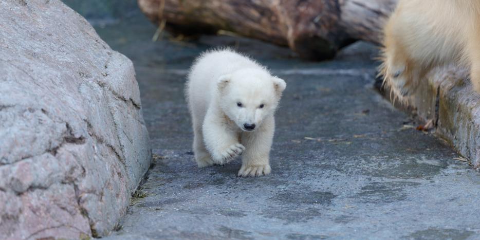 BILLEDER: Isbjørneungen i Københavns Zoo kigger ud første gang KNR