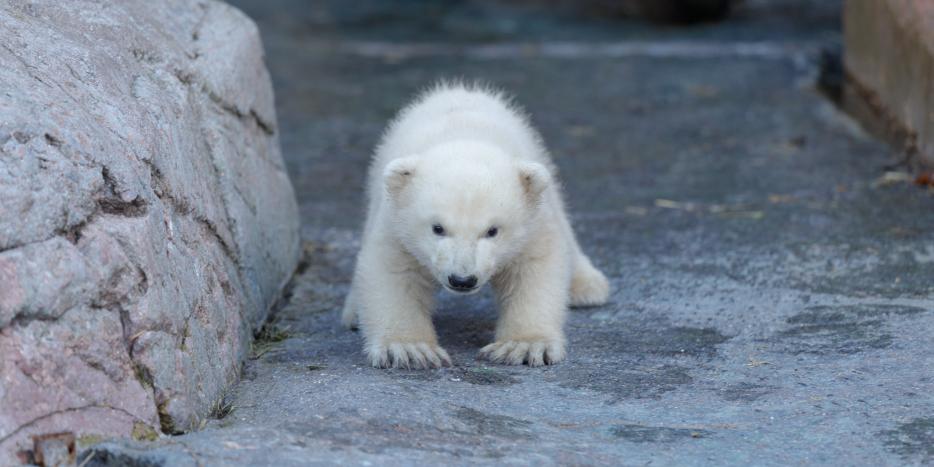 BILLEDER: Isbjørneungen i Københavns Zoo kigger ud første gang KNR