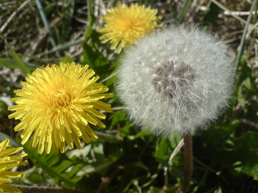 Seqiniusaaq - en lille sol, eller inneruulaq, som mælkebøtten også kaldes. Dandelion på engelsk, Nanortalik 19. juni 2008