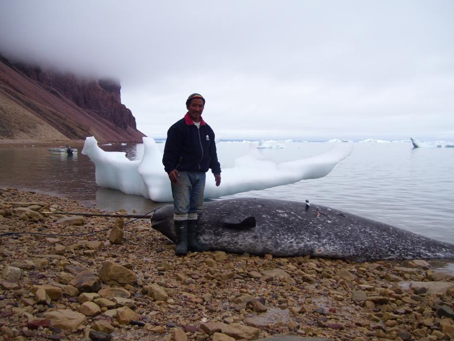 Qernertamik pisarsimasoq, Avanersuaq juli 2007