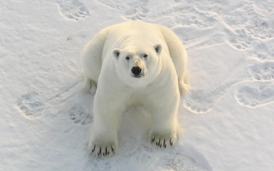 Isbjørn