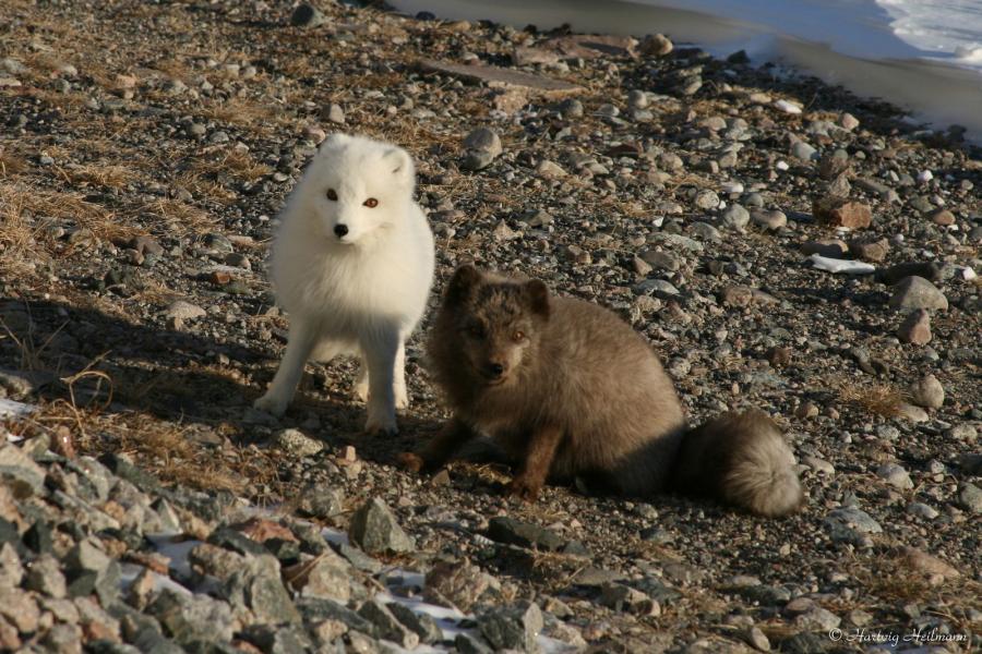Polarræve