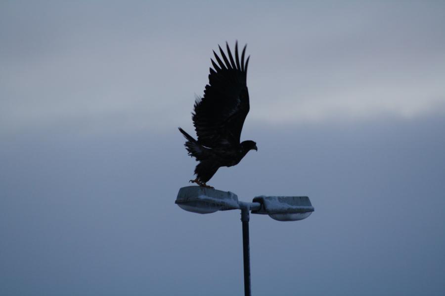 Nattoralik / Havørn, december 2011