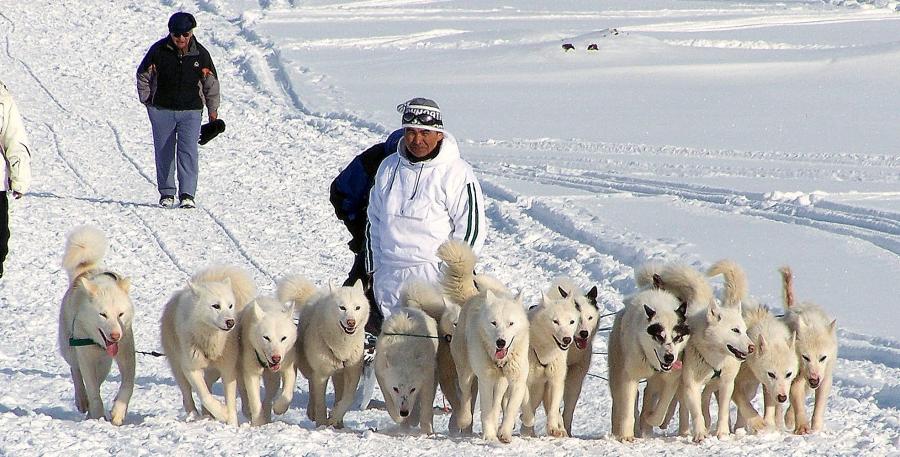 Slædehunde