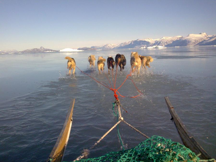 Slædekørsel på isen når vejret begynder at blive varmere, Uummannaq