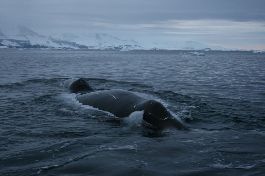 En grønlandshval i nærheden af Qeqertarsuaq, 2007