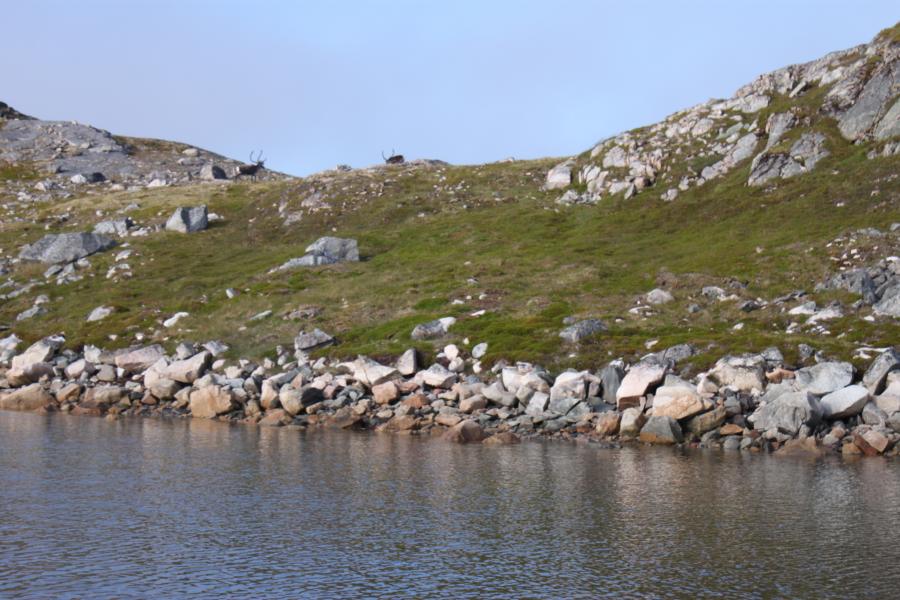 Aavariarneq