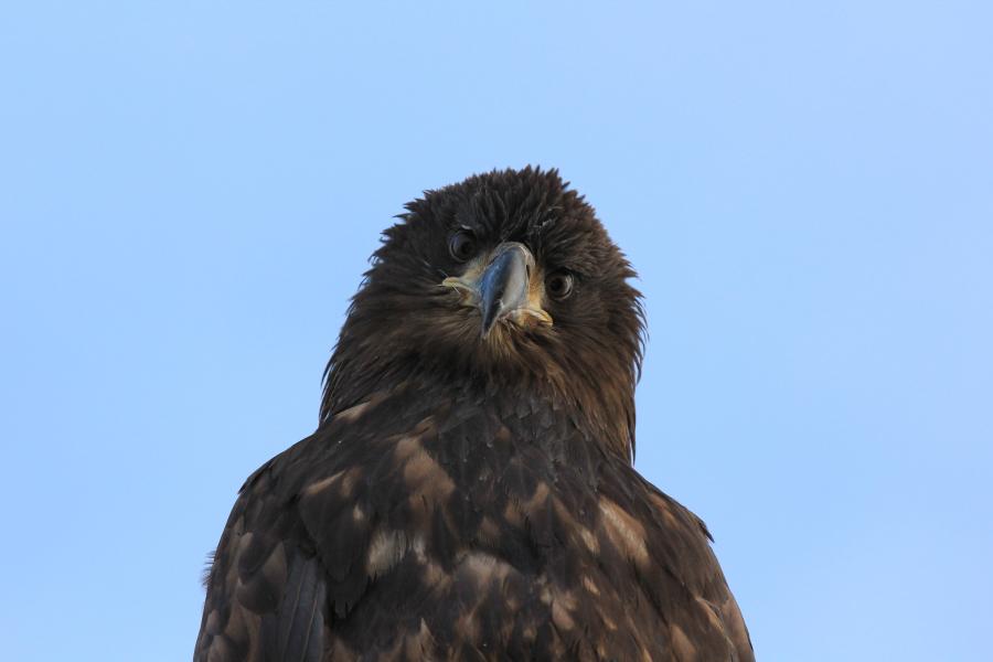 Ørn