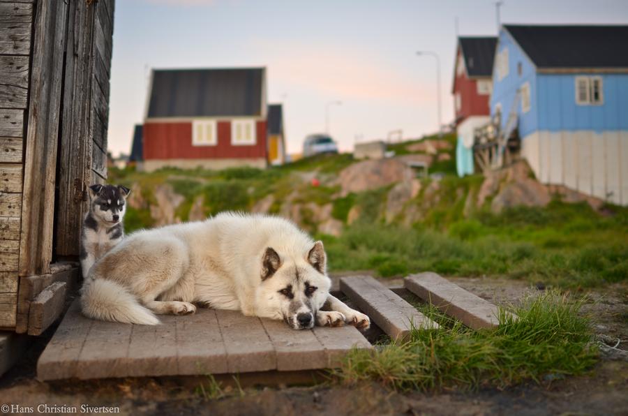 Grønlandshund