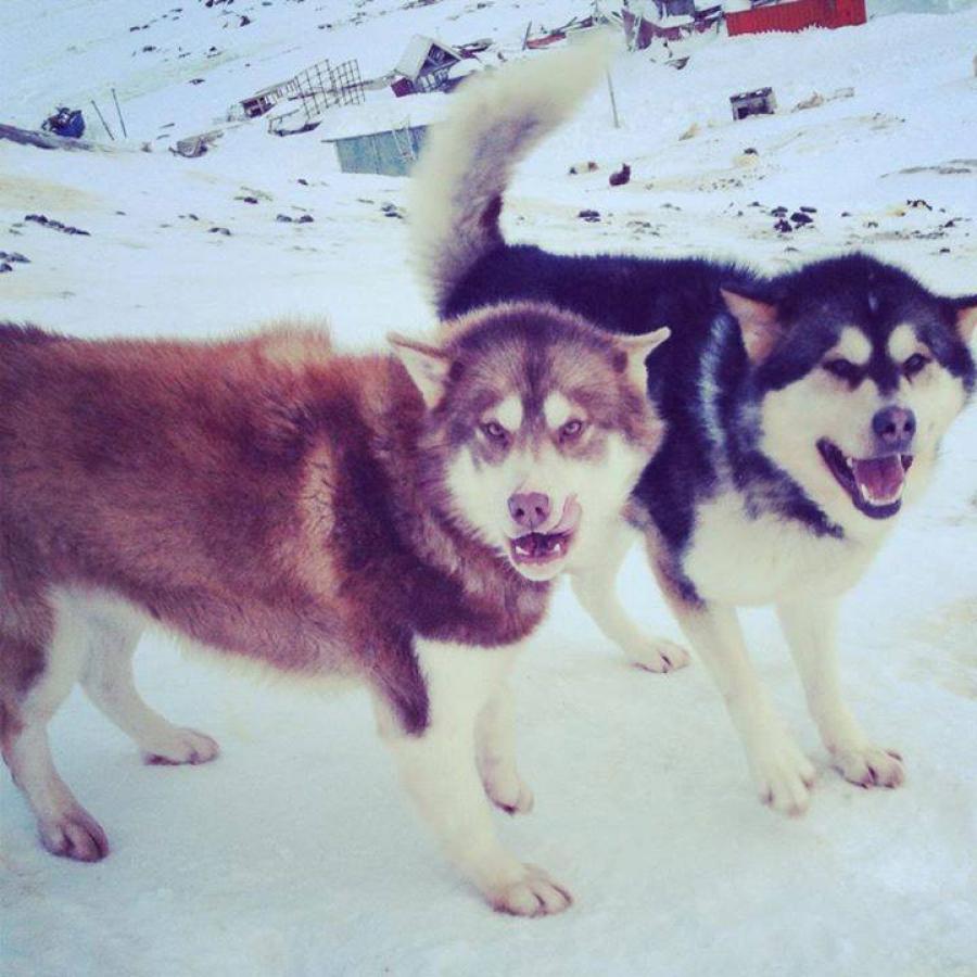 dino & Mikilu