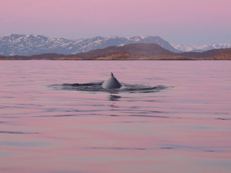 Hval - Midnatssolen i Sisimiut