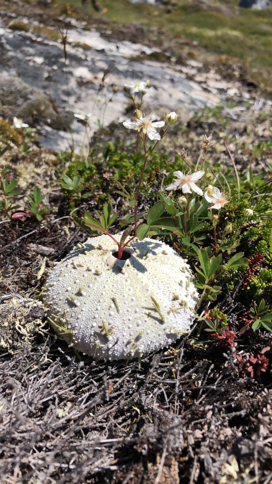 Eqqusaq, naasuusivik pissusissamisoortoq