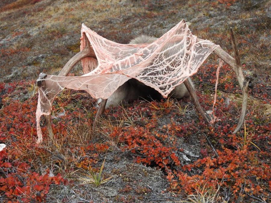 Tuttup iloqutai. Sisimiut eqqaanni aaffarmi, septembari 2019