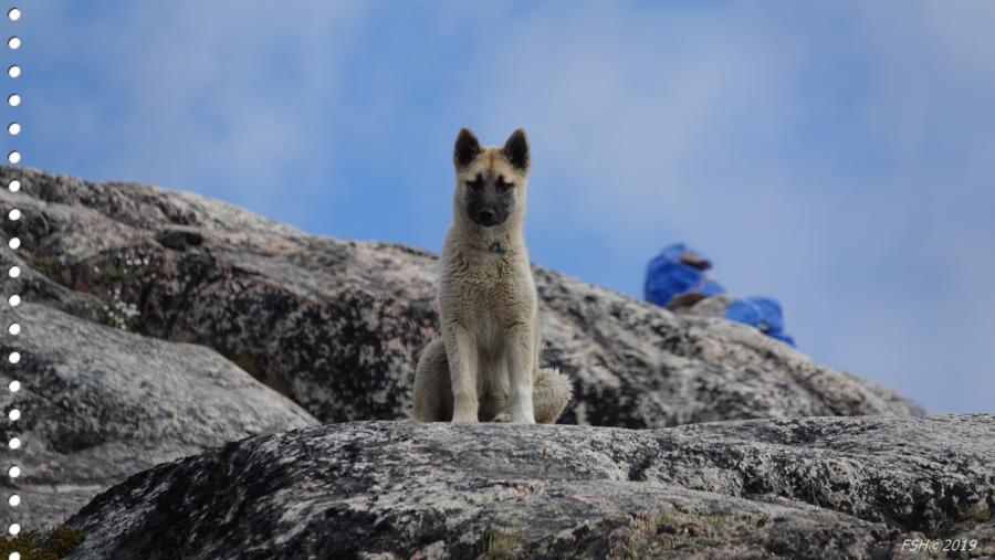 Vagthund på den blå rute