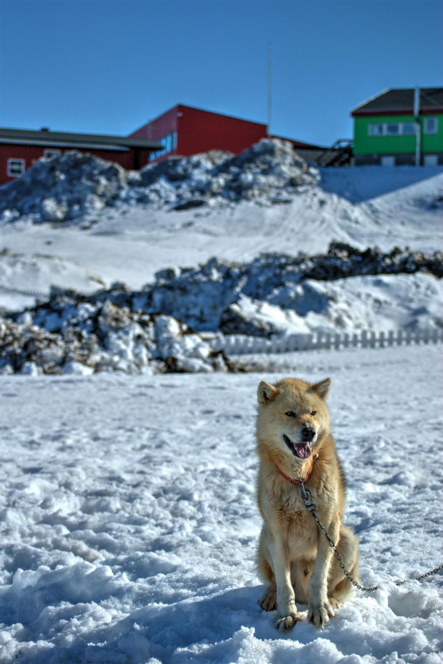 Sisimiuni Qimmeq