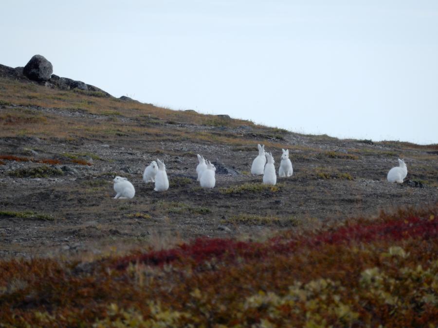 Harer ved Kangerlussuaq