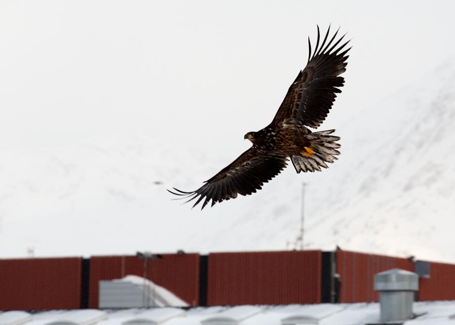 Nattoralik (Havørn) En gammel fugl kan kendes på sine hvide halefjer.
