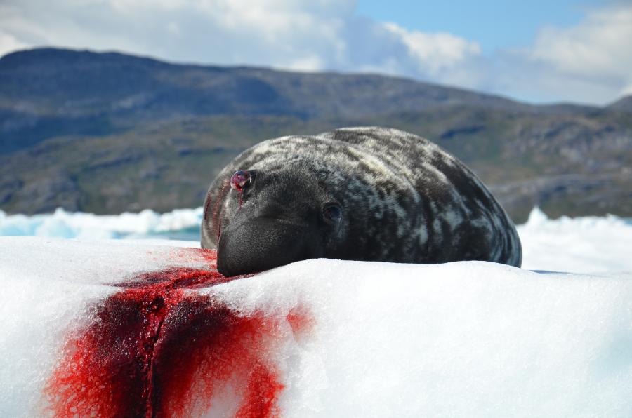 Natsersuaq pisaq sikumi