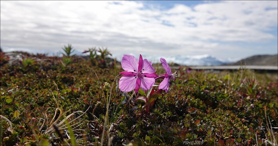 Niviarsiaq, Sermermiut