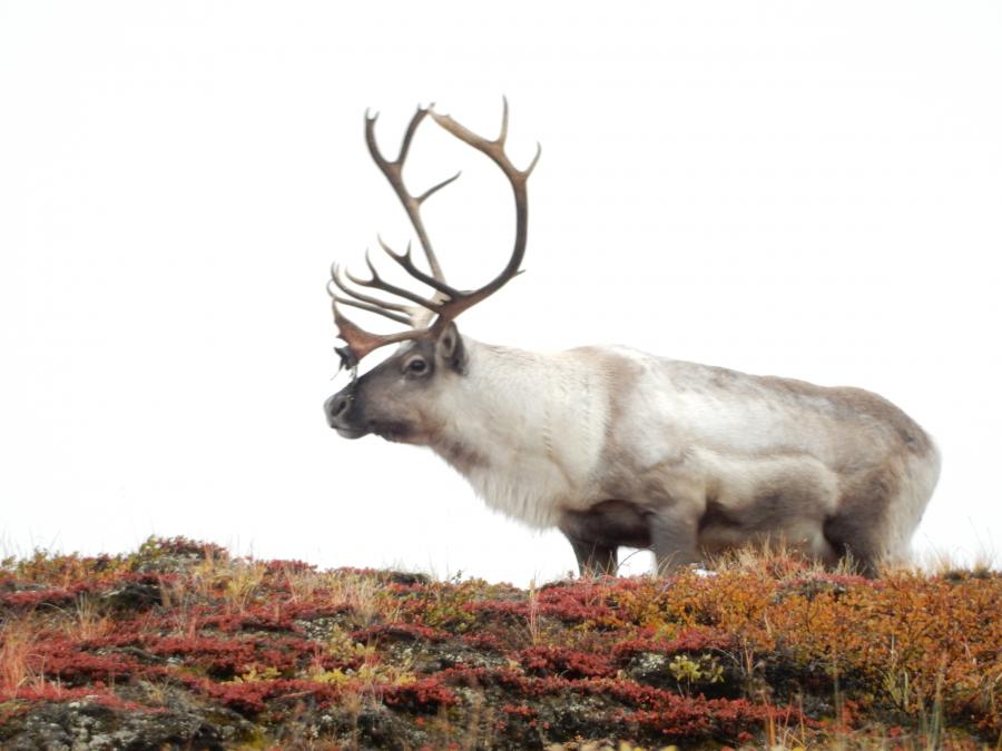 Tuttu qaninngoortoq