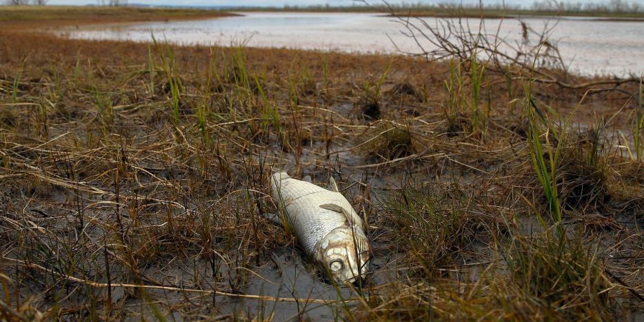 Død fisk efter massiv olieforurening i Sibirien