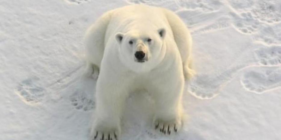 Isbjørnens naturlige muligheder for mad ændrer sig på grund af klimaforandringerne, og derfor søger den i stigende grad mod folks skraldespande. Nu har hver fjerde isbjørn i Alaska plastik i maven, siger forskere. 