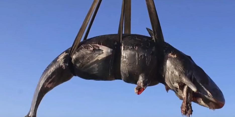 Drægtig hval skyllede i land med 22 kilo plastik i maven. Foto: AP
