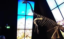 På billedet ses et komplet skelet af den dinosaur, som er fundet i Østgrønland. Fossilerne er nu pakket ned og kan sendes til Grønland, hvis Grønlands Nationalmuseum og Arkiv ønsker det.