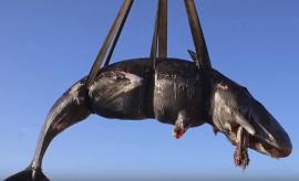 Drægtig hval skyllede i land med 22 kilo plastik i maven. Foto: AP